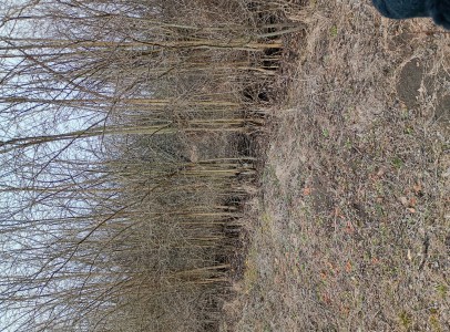 IMG_20250226_132138778_HDR