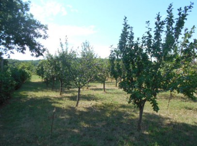 DSCN5265