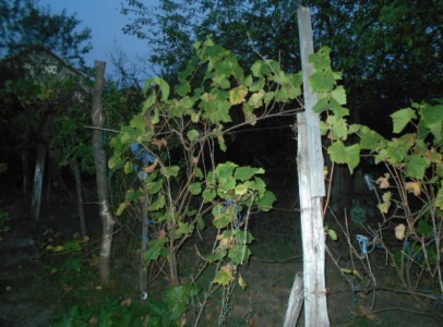 DSCN5308